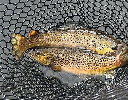 Close up of two fish caught on trip