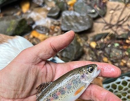 Close up view of fish caught on trip