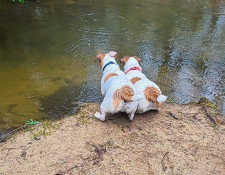 Two dogs drinking water from lake